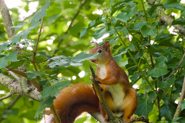 Obraz premium Close-up of a red squirrel with a fluffy tail perched on a tree, looking curious