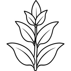 Sage Botanical Outline Coloring Page