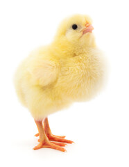 Fototapeta premium Yellow baby chick isolated on white background