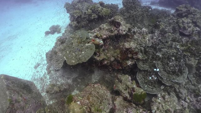coral reef with massive school of tiny fishes, swim through hard corals