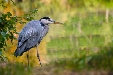 Elegant grey heron captured near water’s edge, showcasing details of feathers and beak