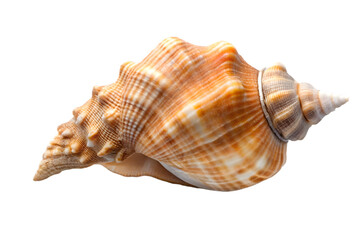 Obraz premium Beige sea shell isolated on transparent background suitable for decoration, beach, and craft projects.