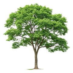 Green tree isolated on transparent background with clipping path single tree PNG nature tree PNG transparent tree cutout PNG isolated tree design PNG green foliage PNG tree illustration transparent