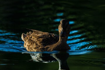 mallard ducks in a pond in the morning light