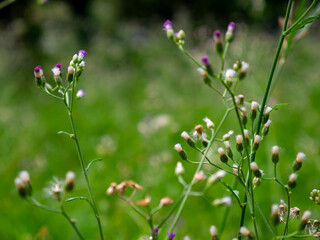 Fototapeta premium Field of Vernonia cinerea wildflowers with fresh green background in nature.