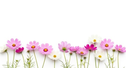 A horizontal arrangement of various cosmos flowers in shades of pink and white, displayed against a plain white background.