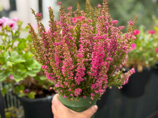 Beautiful blooming vinrant purple-pink bell Heather Erica cinerea decorative flowers in flower pot in gardeners hand in balcony garden close up