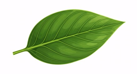 Obraz premium Single Green Leaf on White Background