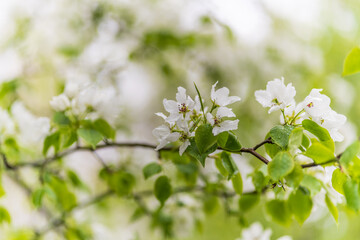 White blossoming apple trees with rain drops