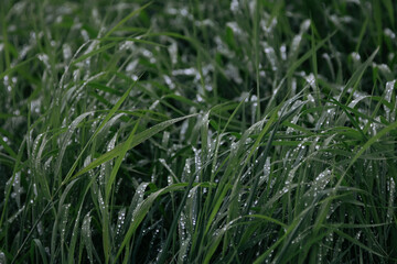green grass with dew drops