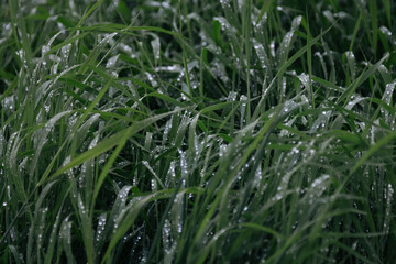 green grass with dew drops