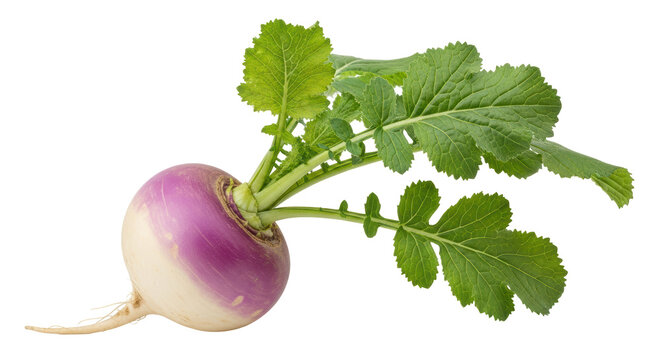 Isolated Turnip with Green Leaves