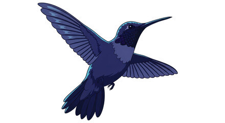 Isolated Hummingbird