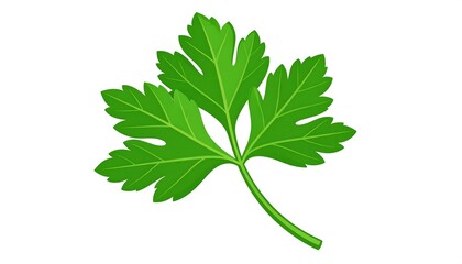 Naklejka premium Illustration of a fresh bright green parsley leaf on a white background