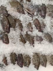 Many large tilapia on ice