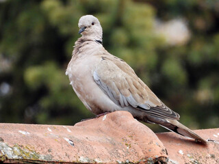 dove bird sitting on the roof ant on the top of tree