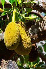 Close-up of two unripe jackfruits hanging from a tree branch, illuminated by sunlight