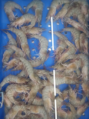 Mixed size shrimp in a bucket