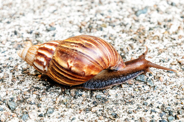 Detailed view of a large Giant African land snail making its way across a gravel surface