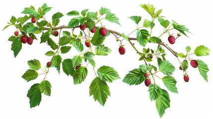  "Raspberry Harvest: Lush Bush with Ripe Red Berries"
