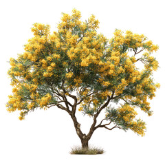 Acacia tree with yellow flowers and finely divided green leaves isolated on transparent background