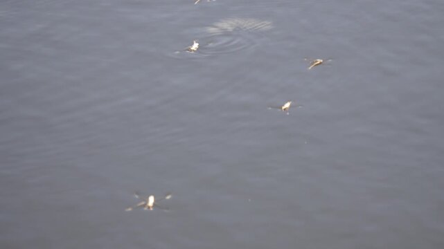 several water striders also known as pond skaters, water skeeters, or Jesus bugs on the surface of lake water
