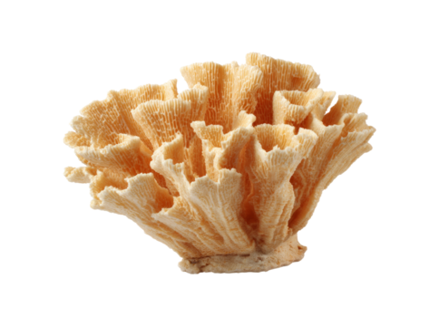 Elegant light orange coral specimen isolated on black background, Isolated On Transparent Background