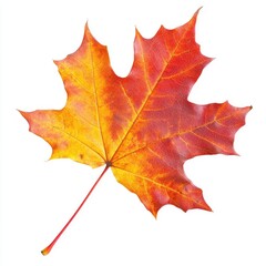 Autumn maple leaf, vibrant orange and red colors, isolated on white background