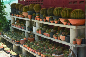 Little cactus on small pot, plant for decoration. Beautiful blooming cactus, selective focus blurred green nature background. Hobby during work from home concept.	
