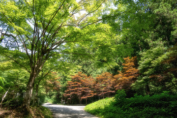 Fototapeta premium 茨城県北茨城市 新緑の花園渓谷 