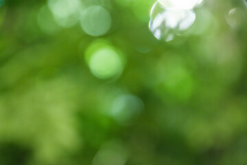 Fototapeta premium 春・夏 キラキラ光り輝く さわやかな森の木の葉新緑の光の丸ボケ 自然の背景 アウトドア・太陽の日差し 