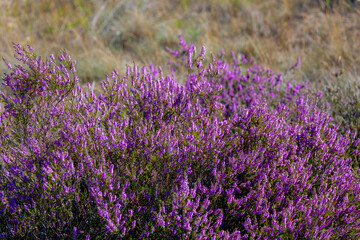 Selective focus bush of wild purple flowers Calluna vulgaris (heath, heide, ling or simply heather) is the sole species in the genus Calluna in the flowering plant family Ericaceae, Natural background
