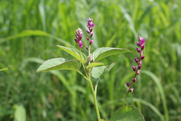 Digera muricata, Tartara or False Amaranth