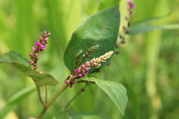Digera muricata, Tartara or False Amaranth
