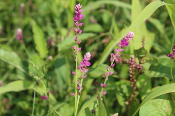 Digera muricata, Tartara or False Amaranth