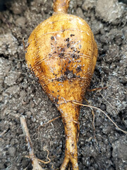 Freshly harvested jicama, featuring a fibrous skin texture.