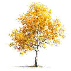 Aspen tree with vibrant yellow fall leaves and slender trunk isolated on transparent background