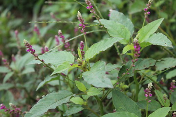 Digera muricata, Tartara or False Amaranth
