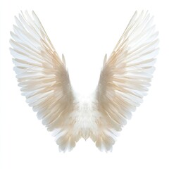 Pair of large, delicate, off-white angel wings spread wide against a plain white background