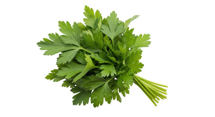 Fototapeta premium Isolated Fresh Parsley Bunch