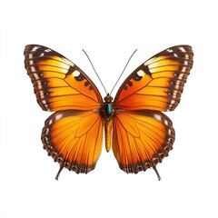 Fototapeta premium Detailed close-up of an orange and brown butterfly