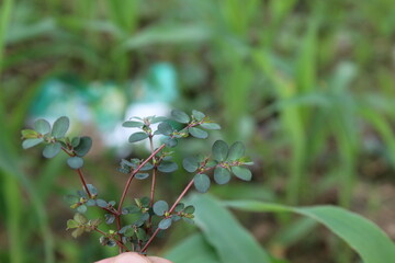 Obraz premium Spotted spurgee or the Euphorbia prostrata