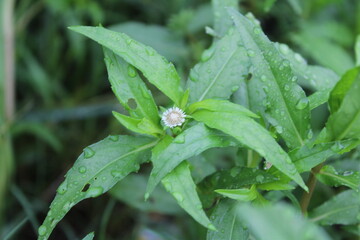 False Daisy, Bhringraj, Eclipta alba or Eclipta prostrata