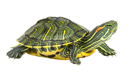 Fototapeta premium Isolated Red-Eared Slider Turtle