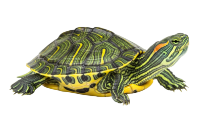 Isolated Red-Eared Slider Turtle