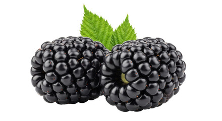 Isolated Fresh Blackberries with Leaves, Juicy and Sweet