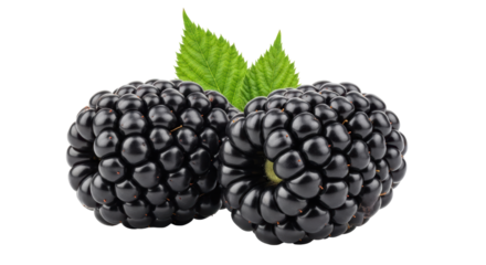 Isolated Fresh Blackberries with Leaves, Juicy and Sweet