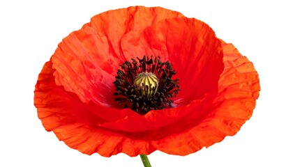 Single red poppy flower isolated