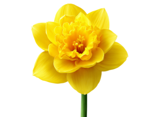 Single yellow daffodil flower black background spring bloom, Isolated On Transparent Background