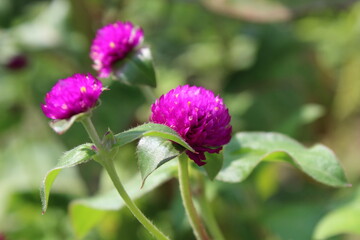 Obraz premium Globe amaranth beautiful purple flowers